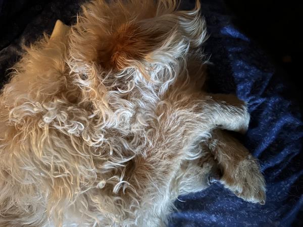 /Images/uploads/Louies Legacy Animal Rescue/cutest-rescue-pet-2023/entries/28080thumb.jpg